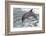 Bottle Nose Dolphin-Lynn M^ Stone-Framed Photographic Print