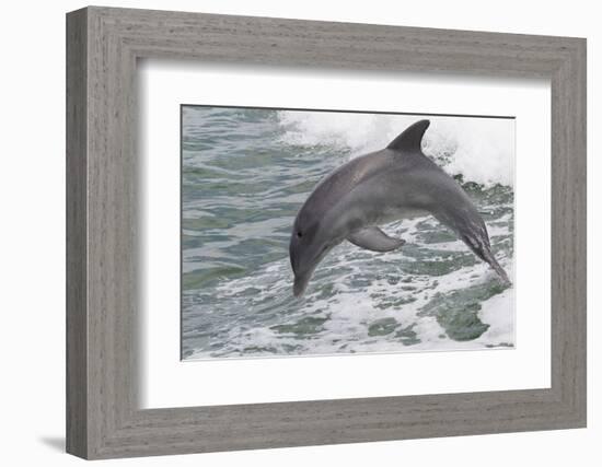 Bottle Nose Dolphin-Lynn M^ Stone-Framed Photographic Print