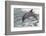 Bottle Nose Dolphin-Lynn M^ Stone-Framed Photographic Print