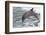 Bottle Nose Dolphin-Lynn M^ Stone-Framed Photographic Print