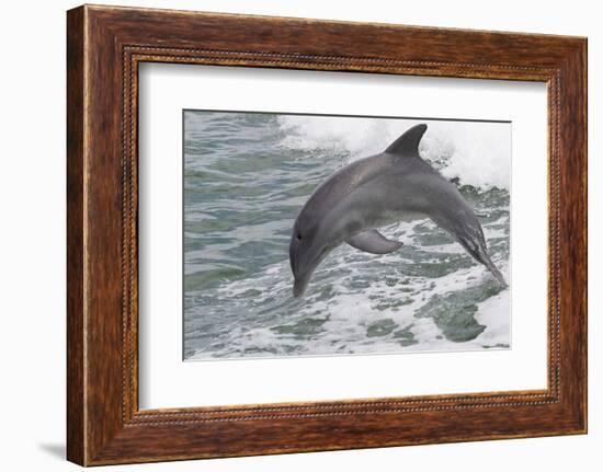 Bottle Nose Dolphin-Lynn M^ Stone-Framed Photographic Print