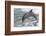 Bottle Nose Dolphin-Lynn M^ Stone-Framed Photographic Print