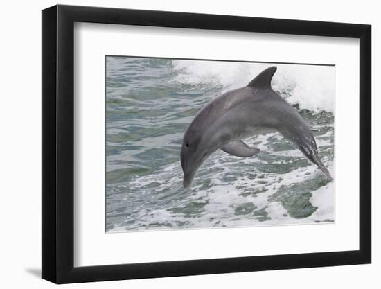 Bottle Nose Dolphin-Lynn M^ Stone-Framed Photographic Print