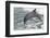 Bottle Nose Dolphin-Lynn M^ Stone-Framed Photographic Print