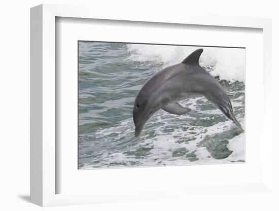 Bottle Nose Dolphin-Lynn M^ Stone-Framed Photographic Print