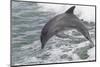 Bottle Nose Dolphin-Lynn M^ Stone-Mounted Photographic Print