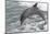 Bottle Nose Dolphin-Lynn M^ Stone-Mounted Photographic Print