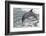 Bottle Nose Dolphin-Lynn M^ Stone-Framed Photographic Print