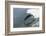 Bottle Nose Dolphin-Lynn M^ Stone-Framed Photographic Print