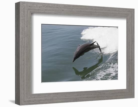 Bottle Nose Dolphin-Lynn M^ Stone-Framed Photographic Print