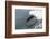 Bottle Nose Dolphin-Lynn M^ Stone-Framed Photographic Print