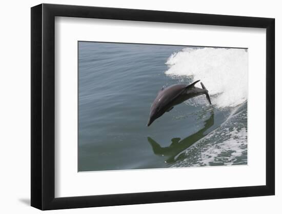 Bottle Nose Dolphin-Lynn M^ Stone-Framed Photographic Print