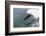 Bottle Nose Dolphin-Lynn M^ Stone-Framed Photographic Print