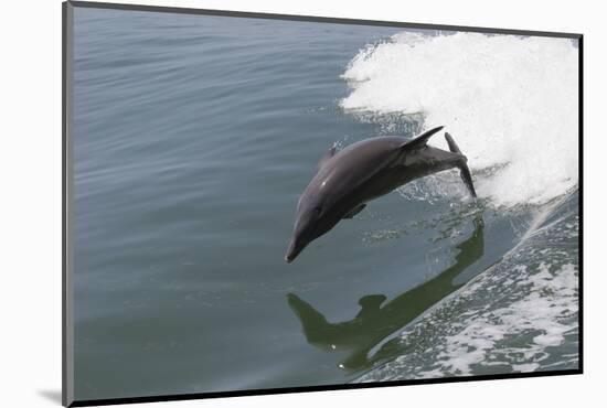 Bottle Nose Dolphin-Lynn M^ Stone-Mounted Photographic Print