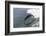 Bottle Nose Dolphin-Lynn M^ Stone-Framed Photographic Print