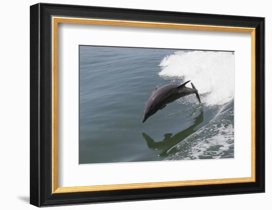 Bottle Nose Dolphin-Lynn M^ Stone-Framed Photographic Print