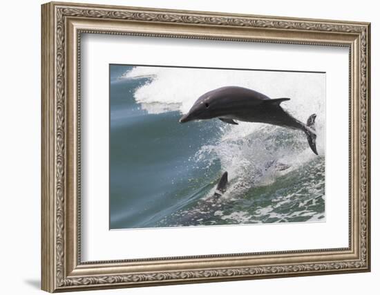 Bottle Nose Dolphin-Lynn M^ Stone-Framed Photographic Print