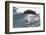 Bottle Nose Dolphin-Lynn M^ Stone-Framed Photographic Print