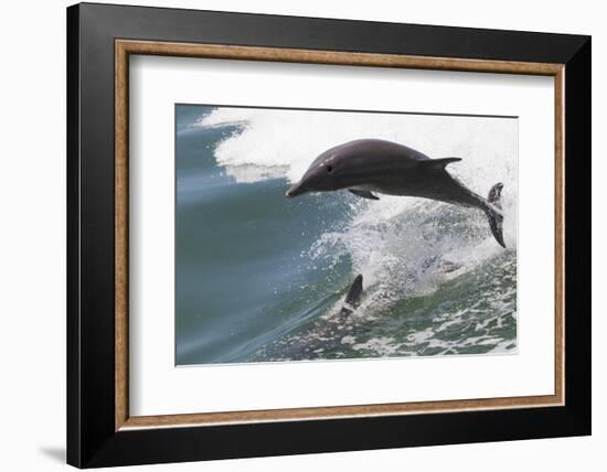 Bottle Nose Dolphin-Lynn M^ Stone-Framed Photographic Print