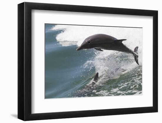 Bottle Nose Dolphin-Lynn M^ Stone-Framed Photographic Print