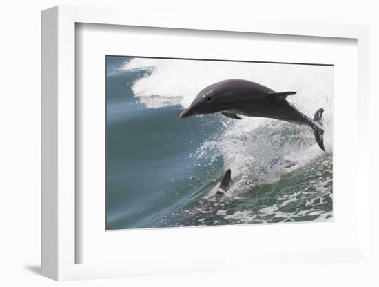 Bottle Nose Dolphin-Lynn M^ Stone-Framed Photographic Print