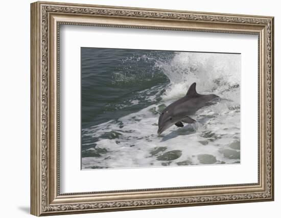 Bottle Nose Dolphin-Lynn M^ Stone-Framed Photographic Print