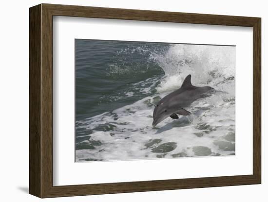 Bottle Nose Dolphin-Lynn M^ Stone-Framed Photographic Print