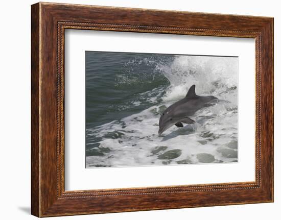 Bottle Nose Dolphin-Lynn M^ Stone-Framed Photographic Print