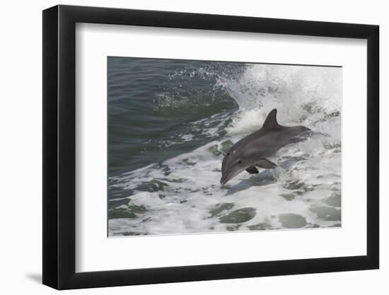 Bottle Nose Dolphin-Lynn M^ Stone-Framed Photographic Print