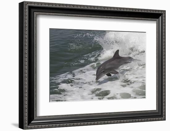 Bottle Nose Dolphin-Lynn M^ Stone-Framed Photographic Print