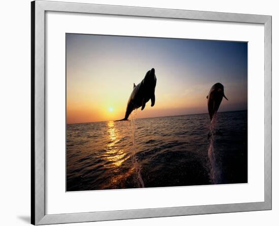 Bottle-Nose Dolphins-Stuart Westmorland-Framed Photographic Print