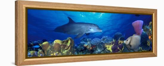 Bottle-Nosed Dolphin and Gray Angelfish on Coral Reef in the Sea-null-Framed Premier Image Canvas