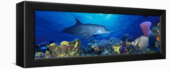 Bottle-Nosed Dolphin and Gray Angelfish on Coral Reef in the Sea-null-Framed Premier Image Canvas