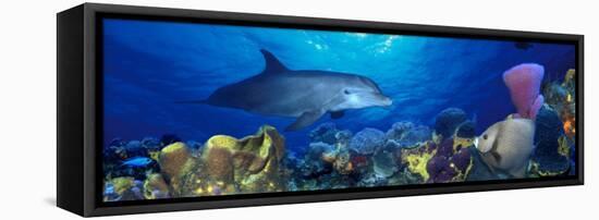 Bottle-Nosed Dolphin and Gray Angelfish on Coral Reef in the Sea-null-Framed Premier Image Canvas