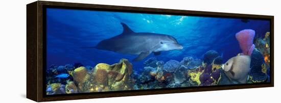 Bottle-Nosed Dolphin and Gray Angelfish on Coral Reef in the Sea-null-Framed Premier Image Canvas