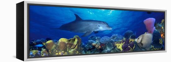 Bottle-Nosed Dolphin and Gray Angelfish on Coral Reef in the Sea-null-Framed Premier Image Canvas