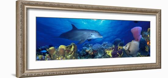 Bottle-Nosed Dolphin and Gray Angelfish on Coral Reef in the Sea-null-Framed Photographic Print