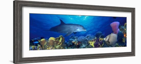 Bottle-Nosed Dolphin and Gray Angelfish on Coral Reef in the Sea-null-Framed Photographic Print