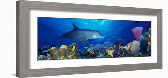 Bottle-Nosed Dolphin and Gray Angelfish on Coral Reef in the Sea-null-Framed Photographic Print