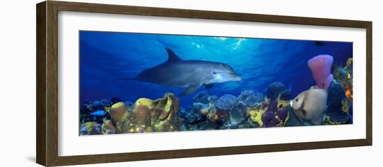 Bottle-Nosed Dolphin and Gray Angelfish on Coral Reef in the Sea-null-Framed Photographic Print