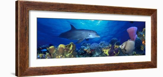 Bottle-Nosed Dolphin and Gray Angelfish on Coral Reef in the Sea-null-Framed Photographic Print