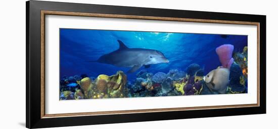 Bottle-Nosed Dolphin and Gray Angelfish on Coral Reef in the Sea-null-Framed Photographic Print