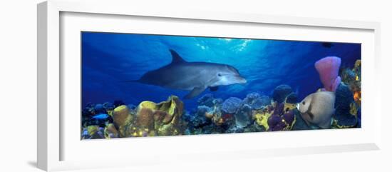 Bottle-Nosed Dolphin and Gray Angelfish on Coral Reef in the Sea-null-Framed Photographic Print