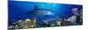 Bottle-Nosed Dolphin and Gray Angelfish on Coral Reef in the Sea-null-Mounted Photographic Print