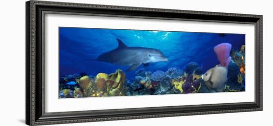 Bottle-Nosed Dolphin and Gray Angelfish on Coral Reef in the Sea-null-Framed Photographic Print