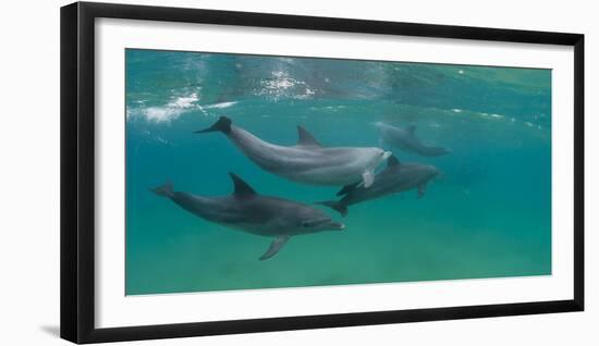 Bottle-Nosed Dolphin (Tursiops Truncatus) Swimming in Sea, Sodwana Bay, South Africa-null-Framed Photographic Print