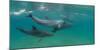 Bottle-Nosed Dolphin (Tursiops Truncatus) Swimming in Sea, Sodwana Bay, South Africa-null-Mounted Photographic Print