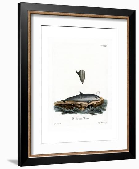 Bottle-Nosed Dolphin-null-Framed Giclee Print