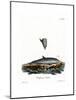 Bottle-Nosed Dolphin-null-Mounted Giclee Print