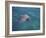 Bottle-Nosed Dolphin-DLILLC-Framed Photographic Print